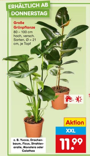 Monstera Deliciosa XXL 80100 cm 21 cm @ Netto  jetzt kaufen bei Netto  Marken-Discount | mydealz