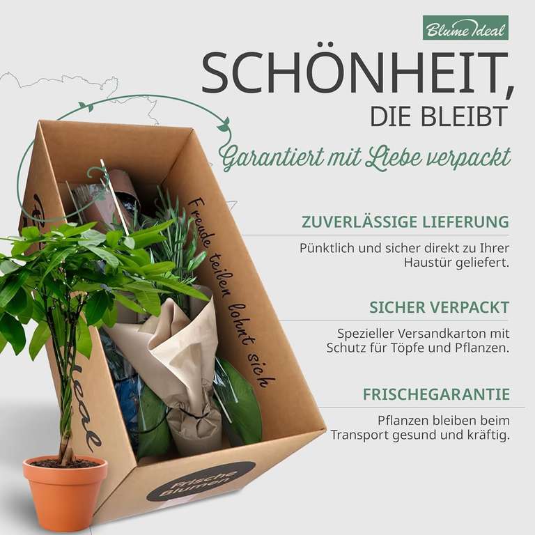 8er Set Pflanzenberraschung  3070 cm, 1215 cm Topf, pflegeleicht,  Giftige mglich, bei Amazon at Amazon - 29,74 | mydealz