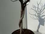 Feigenbaum - hell und dunkel - in 1 Topf, Obstbaum, winterhart, Ficus Carica, Feige 80-100cm