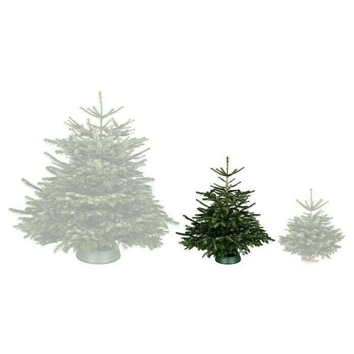 Weihnachtsbaum Nordmanntanne 125 -150cm +4eur Gutschein