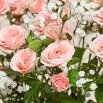 Verzweigte rosa Rosen und Schleierkraut inkl. gratis Vase und Grußkarte