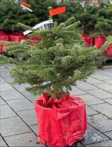 Dein Weihnachtsbaum 2023: Kostenlose Nordmanntanne im Topf (60-80cm) [lokal Elmshorn] [Freebie]