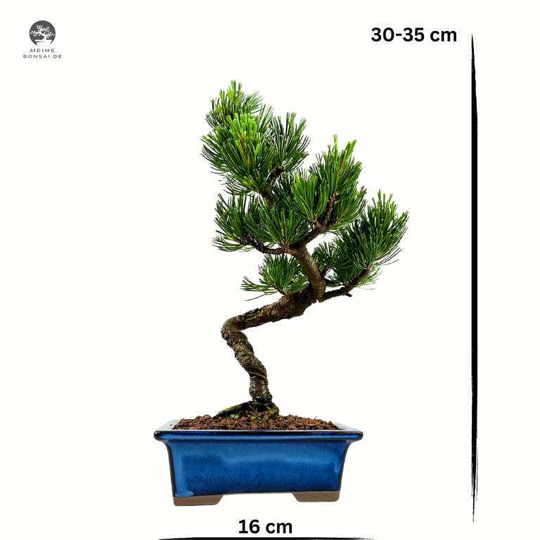 dracena rosa Buy Dracaena Colorama Plants Online main image 1