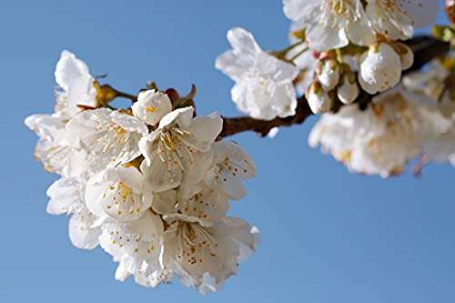 [PRIME/Sparabo] L'OCCITANE – Kirschblüte Duschgel – Duftendes Duschgel für den Körper - 2in1-Schaumbad – 250 Ml