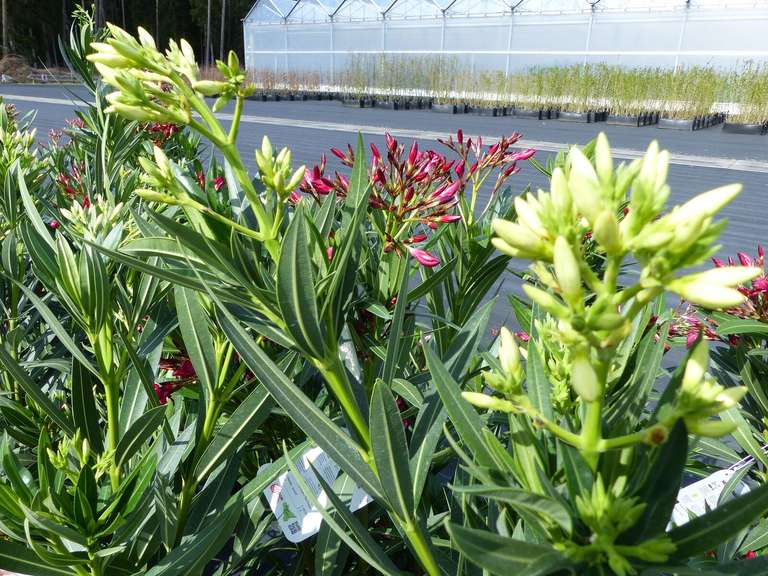Oleander 120 cm Premiumqualität, Busch Nerium Rosenlorbeer, Dauerblüher, Premium rot, rosa, gelb, weiß Mix für 29,99€