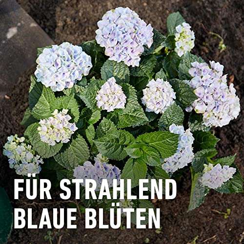 [Prime] Compo Blaue Hortensien Dünger, Wasserlöslich, Aktivierung des Blaufarbstoffs, 800 g