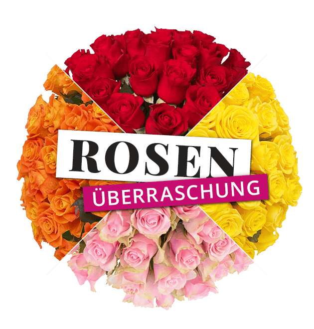 [Blume Ideal] 50 Rosenüberraschung (40 - 50cm)