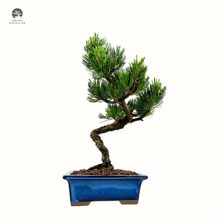 Bonsaibaum Japan Weier Kiefer 30-35cm fr 89,50 at meinebonsai | mydealz