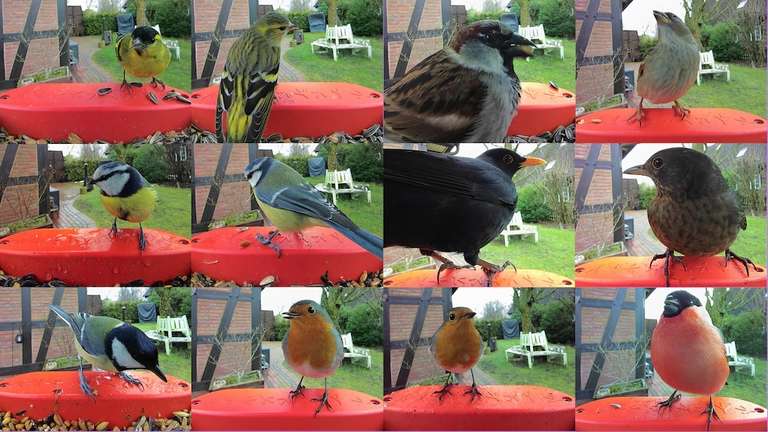 Bird Buddy Intelligenter Vogelfutterspender mit Kamera/App