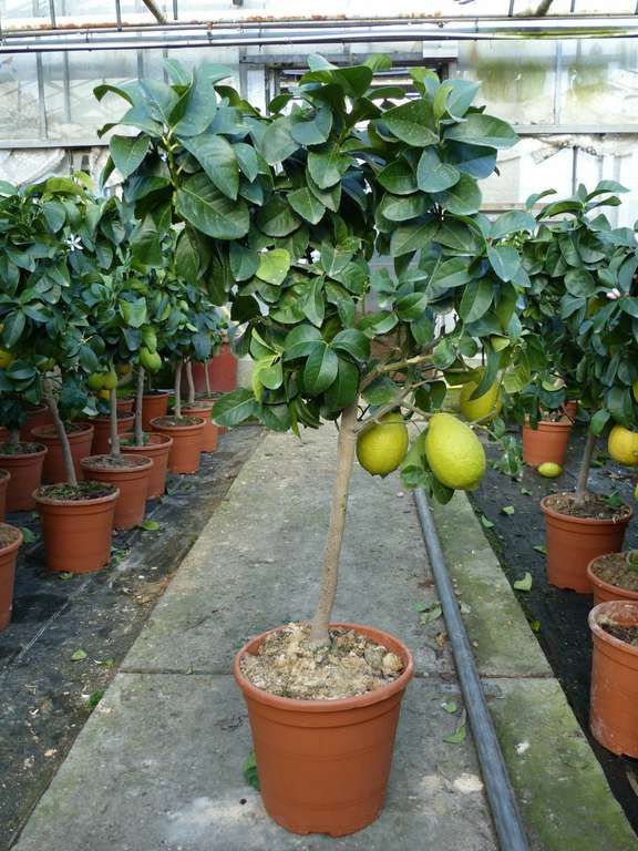 echter Zitronenbaum 70 - 100cm Zitrone Citrus Limon Zitruspflanze Lemon