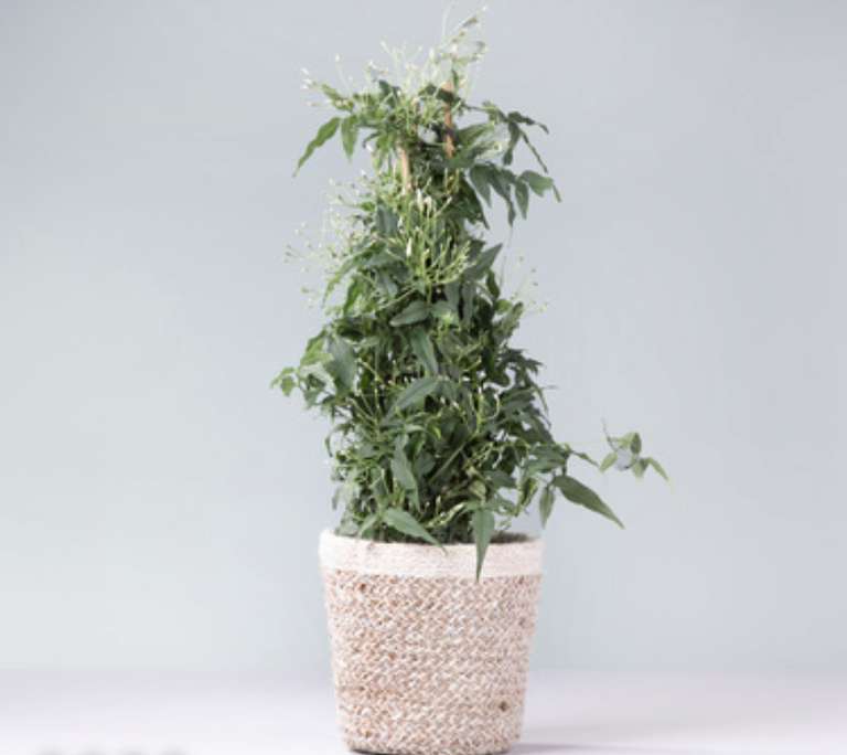 [Blume2000] Pflanze Jasmin auf Spalier mit Korb inkl. Lieferung
