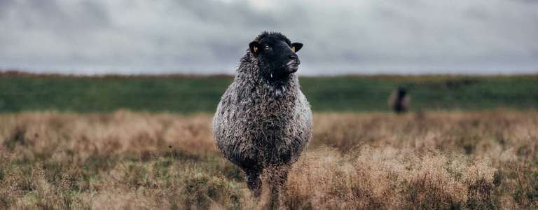 [Nordwolle] -15% Rabatt auf das GESAMTE Sortiment! (Mode, Jacken, Pullover und mehr aus Schafswolle)