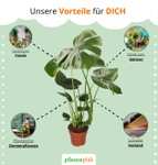 PflanzePlus: 6er-Set (Monstera, Dieffenbachia, Spathiphyllum, Areca Palme, Dracaena, Fatsia) für 29,98€ (statt 50€)