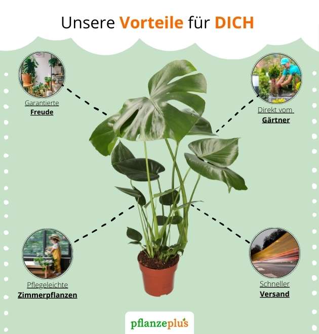 PflanzePlus: 6er-Set (Monstera, Dieffenbachia, Spathiphyllum, Areca Palme, Dracaena, Fatsia) für 29,98€ (statt 50€)