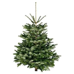 Weihnachtsbäume für effektiv 7,00 Euro Bauhaus NL (Gutschein Bauhaus 12,50 Euro)