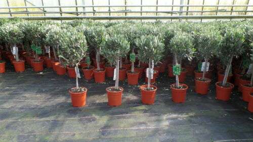 Olivenbaum Stamm Olive 80 - 100 cm hoch, beste Qualität, Olea Europaea