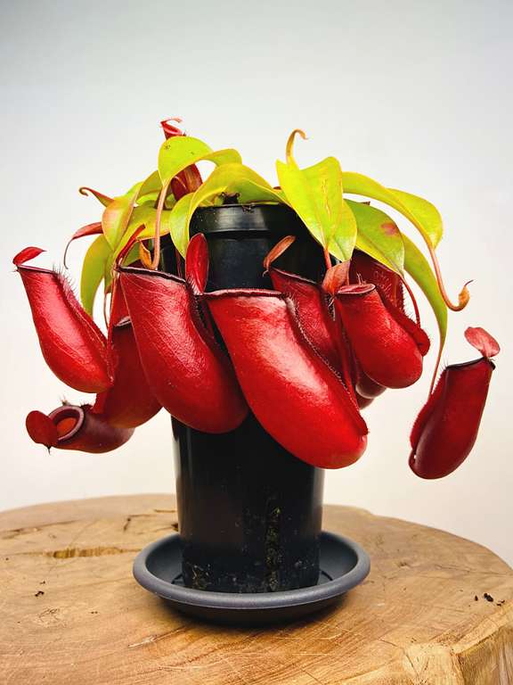 Fleischfressende tropische Kannenpflanze 'Bloody Mary' mit 18% Direktrabatt