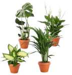 Pflanzen Sets reduziert z.B. 4er-Set Monstera, Dieffenbachia, Spathiphyllum, Areca (40-50cm) für 16,99€ + 6,99€ Versandkosten