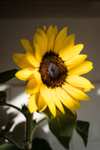 Blumenstrauß Sonnenblumen (20 Stück), inkl. kostenloser Grußkarte oder Videobotschaft und 7-Tage-Versprechen