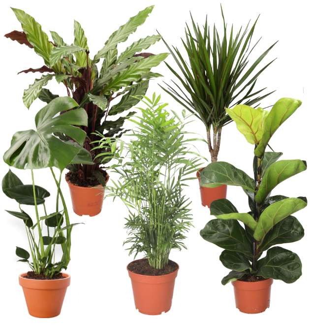 5er-Set "Plants 2Gether" - Dracena (45-55cm) - Monstera (55-70cm) - Calathea (40cm) - Bergpalme (50-60cm) - Ficus Lyrata (55-60cm)
