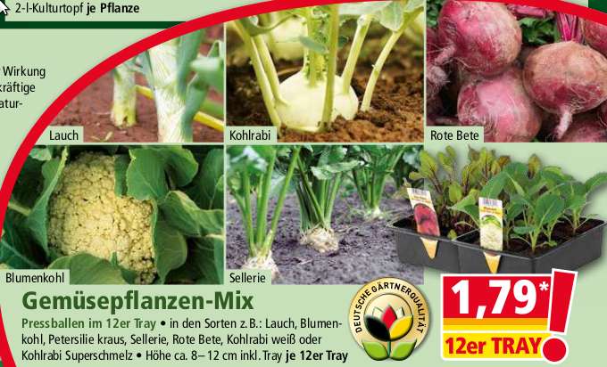 [NORMA] Gemüsepflanzen 12er Tray 1,79€ Kohlrabi, Blumenkohl, Rote Beete, Porree, Petersilie, Knollensellerie,