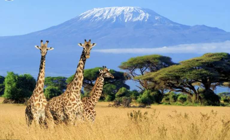 Brüssel - Kilimanjaro | Im Januar mit Austrian und Ethiopian
