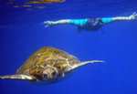 [GetYourGuide] Übersicht Sommerangebote z.B. Teneriffa: 3h Kajak & Schnorcheln mit Schildkröten 19€ | Portugal: Benagil Meereshöhlen 19,99€