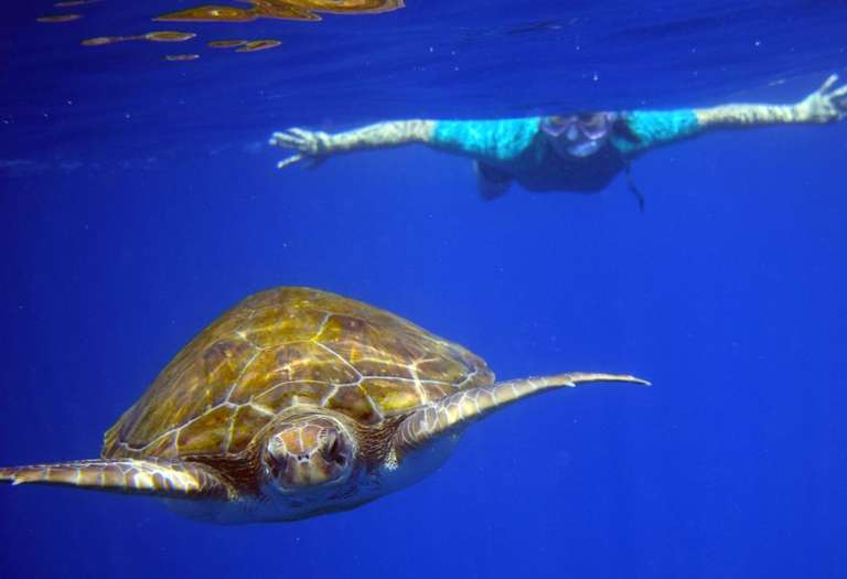 [GetYourGuide] Übersicht Sommerangebote z.B. Teneriffa: 3h Kajak & Schnorcheln mit Schildkröten 19€ | Portugal: Benagil Meereshöhlen 19,99€