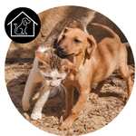 Hundefutter/Leckerlis | Tales&Tails 15% + gratis Osterüberraschung