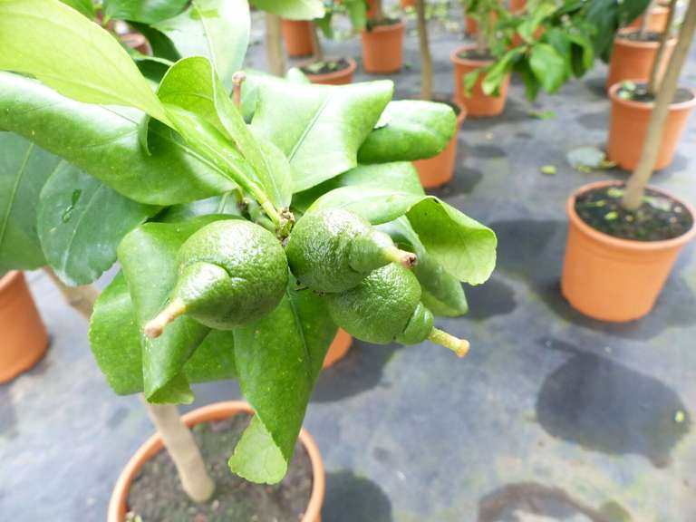 Zitronenbaum Zitrone Citrus Limon 170 cm Zitruspflanze dicker Stamm