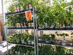 Lokal Hornbach Heidelberg: Gemüsepflanzen und andere Pflanzen für 1€