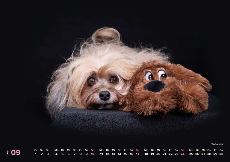 Mit "Wau-Effekt" durchs Jahr - Die schönsten Hundemotive 2023 –Wandkalender A3 quer