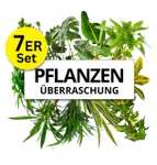 7er Set Pflanzenüberraschung für 26,98€ | Länge: 40-70cm | Topfmaß: 12-15cm Topf