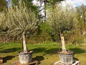 Premium Olivenbaum 250 cm buschige Krone, winterharte Olive, Olea europaea