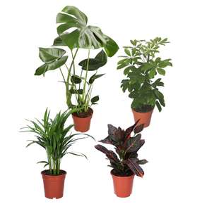 Grünpflanzen 4er Set von PflanzePlus (Monstera, Schaefflera, Areca Palme & Kroton)