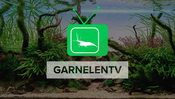 15% Rabatt bei GarnelenTV Shop! Amanogarnelen für 2€