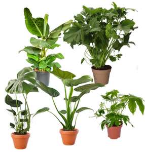 5er-Set XXL-Pflanzen: Monstera | Bananenpflanze | Zimmeraralie-Fatsia | Alocasia-Cucullata | Philodendron