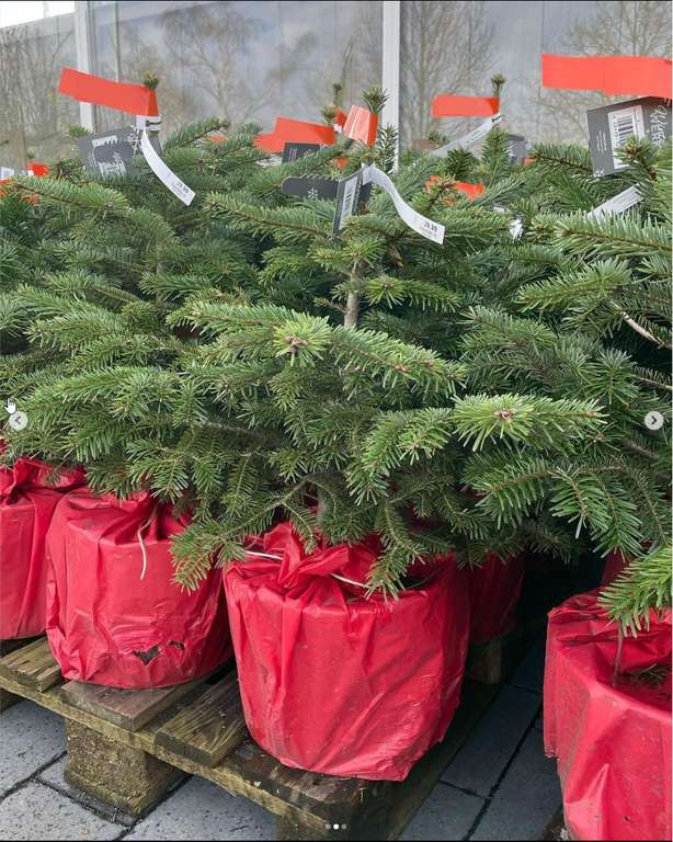 Dein Weihnachtsbaum 2023: Kostenlose Nordmanntanne im Topf (60-80cm) [lokal Elmshorn] [Freebie]