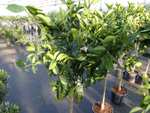 Citrus Sinensis Orangenbaum Stamm 160-180 cm Zitrus Orange Obstbaum
