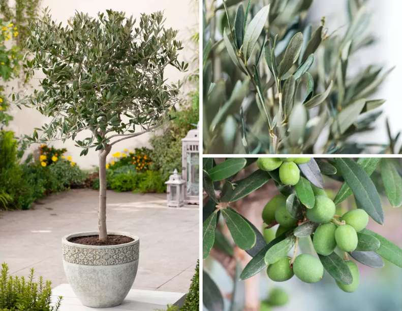 Sammeldeal Olivenbaum XXL 90-100cm inkl. 22cm Topf  ab 28,39 bei Groupon  | mydealz