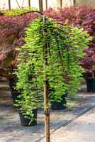 chamaecyparis vs thuja Chamaecyparis obtusa 'Mariesii' Dwarf Hinoki Cypress – Maple Ridge Nursery