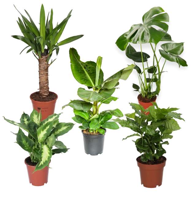 5er-Pflanzen-Set: Monstera (55-70cm) - Dieffenbachia (45-55cm) - Yucca Palme (45-55cm) - Coffea Arabica (20-30cm) - Bananenpflanze (30-40cm)