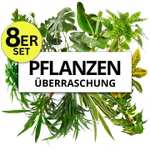 8er-Set Überraschungspflanzen von PflanzePlus (+/- 40-70cm | ø 12-15cm Topf)