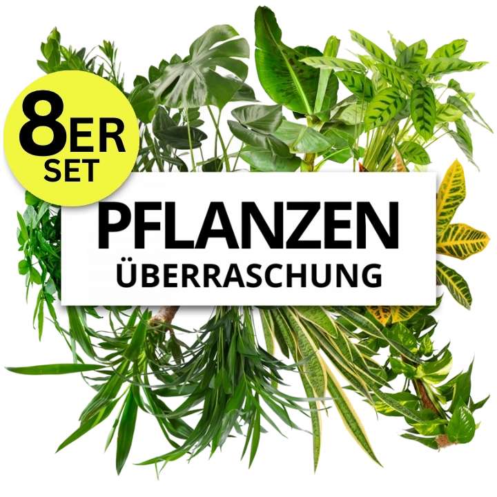 8er-Set Überraschungspflanzen von PflanzePlus (+/- 40-70cm | ø 12-15cm Topf)
