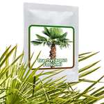 Hanfpalme Trachycarpus fortunei - Hanf Palmen Samen 10 Stück/Pack -