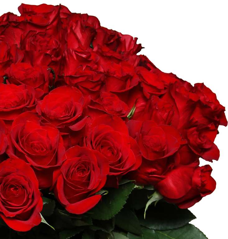 44 roten Rosen "ClassicRed" | 40cm Länge | entdornt & angeschnitten | 7-Tage-Frischegarantie