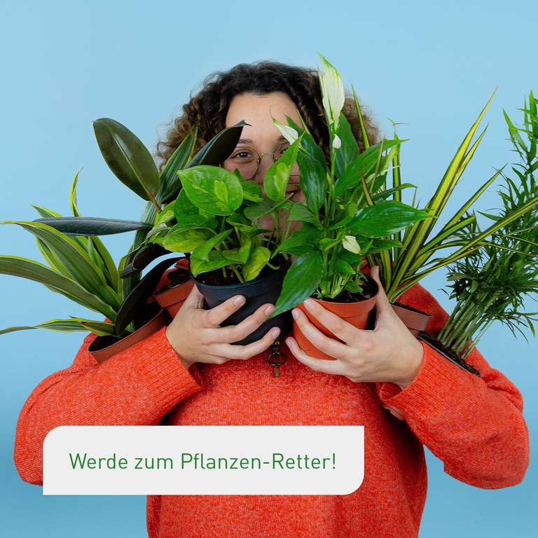 Rette 12 Zimmerpflanzen vor dem Müll: Überraschungsbox mit 12 Pflanzen mit kleinen Schönheitsfehlern