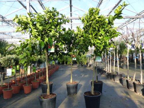 Citrus Sinensis Orangenbaum Stamm 160-180 cm