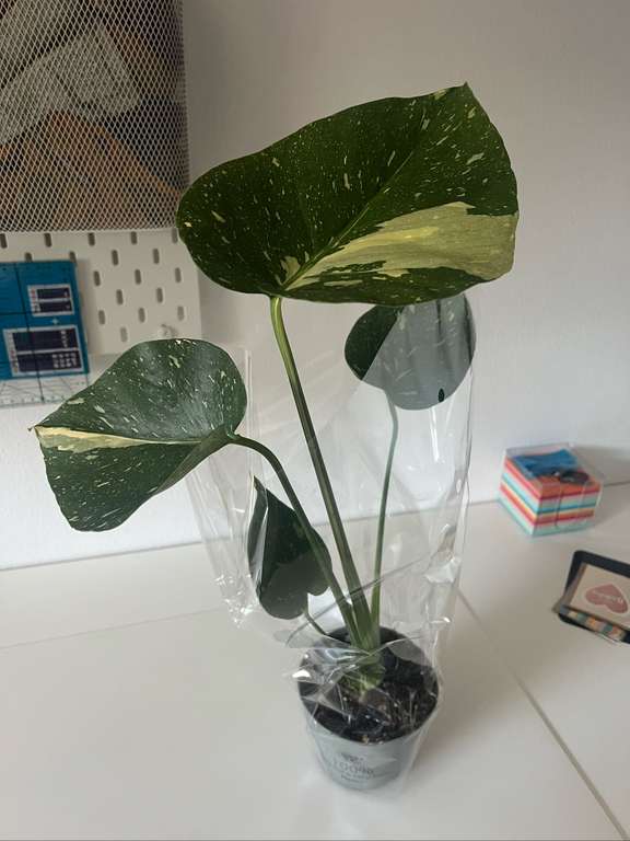 monstera mexico Monstera deliciosa var sierrana Mexico – Amazon Garden Thailand main image 1
