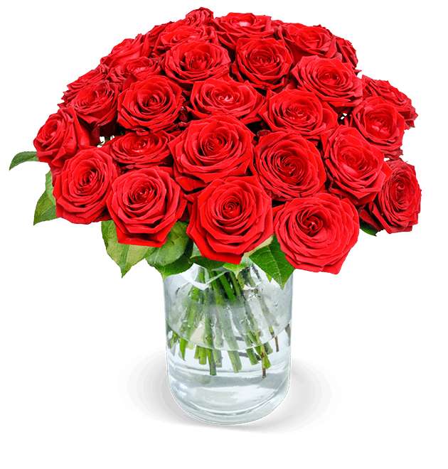 20 Premium Red Naomi Rosen mit XXL Blütenkopf | 7 Tage-Frischegarantie | Lieferung am Wunschtag